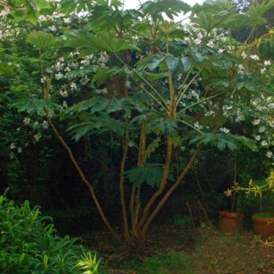 Tetrapanax papyrifera